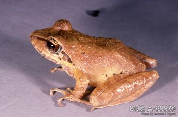 Media type: image;   Herpetology A-95539 Description: Photo of animal in life, taken in the field by Dr. Kenneth Ichiro Miyata. A slide of the photo was scanned in 2012 by Melissa Wooley.;  Aspect: lateral